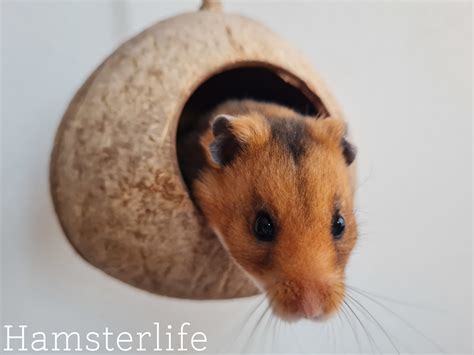 www.hamster. om